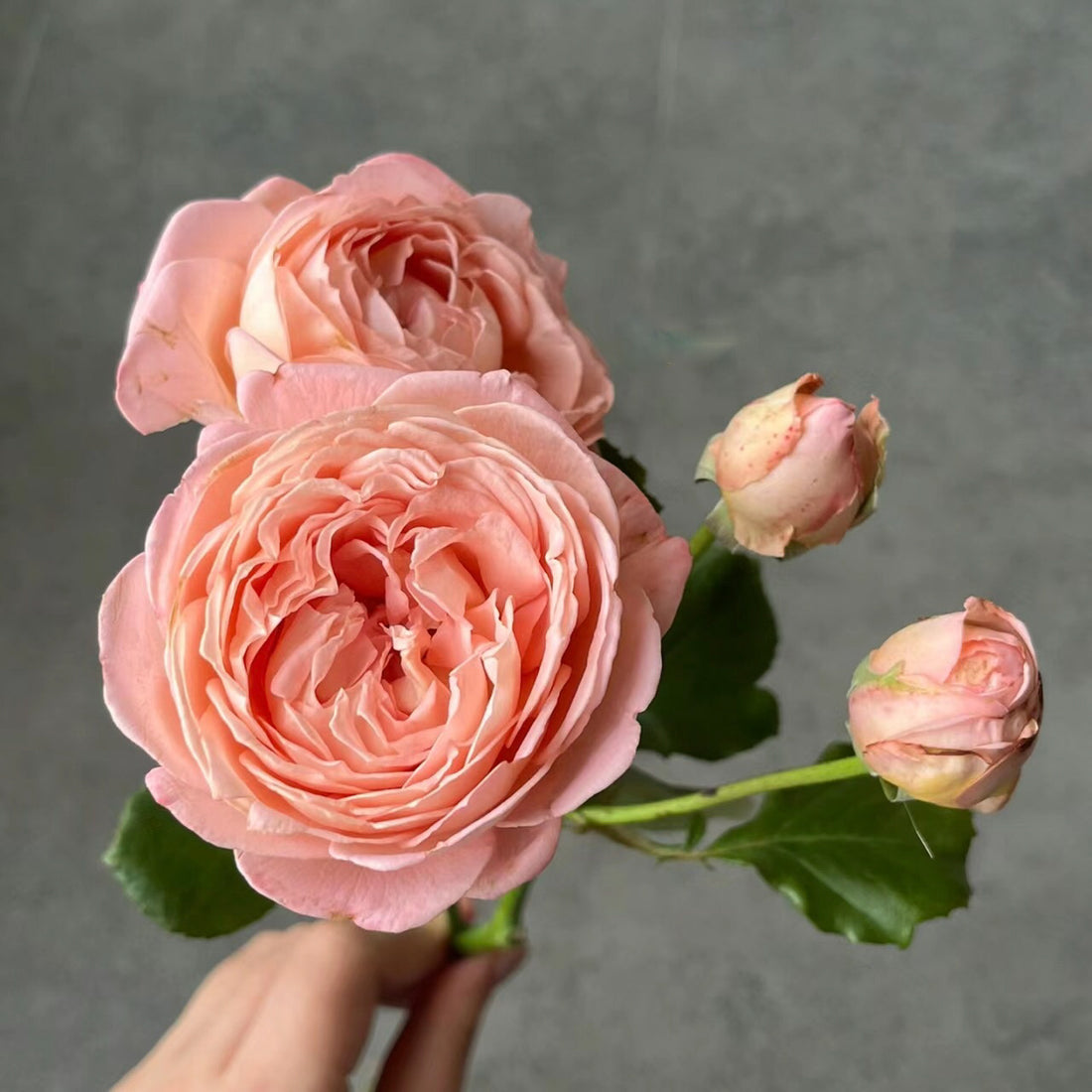 Confiture Japanese Florist Shrub Rose