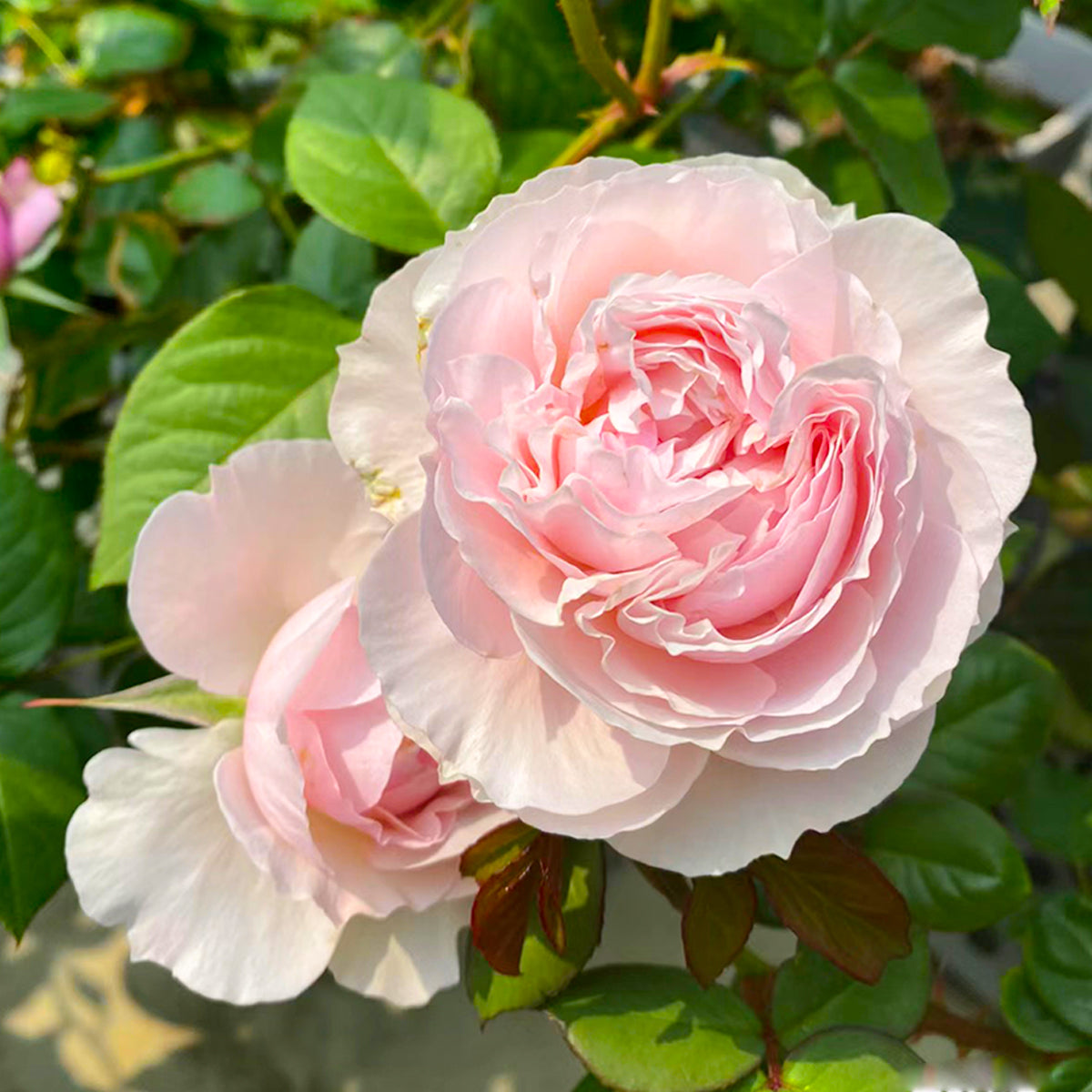 De Cheryl Japanese Florist Shrub Rose