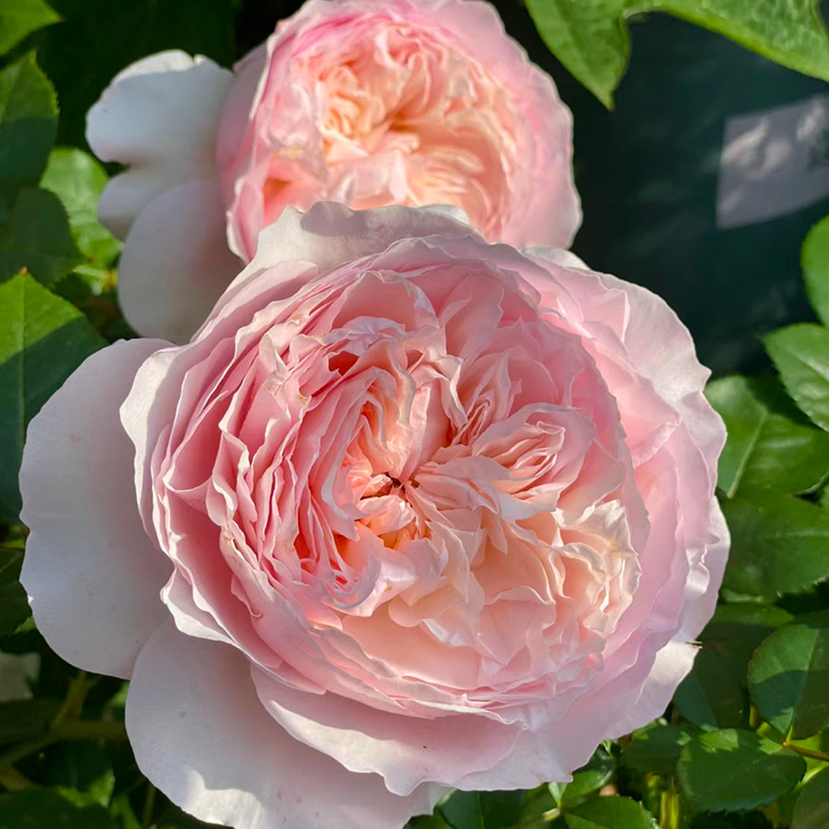 De Cheryl Japanese Florist Shrub Rose