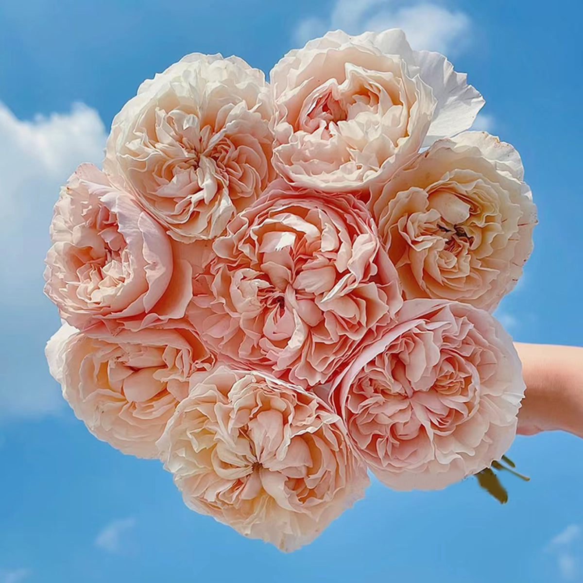 De Cheryl Japanese Florist Shrub Rose | Highgarden Roses | David