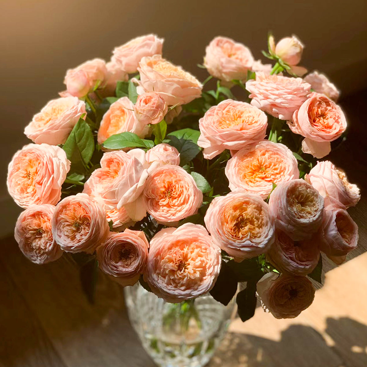 French Garden Shrub Rose Inspired by Domaine de Chantilly