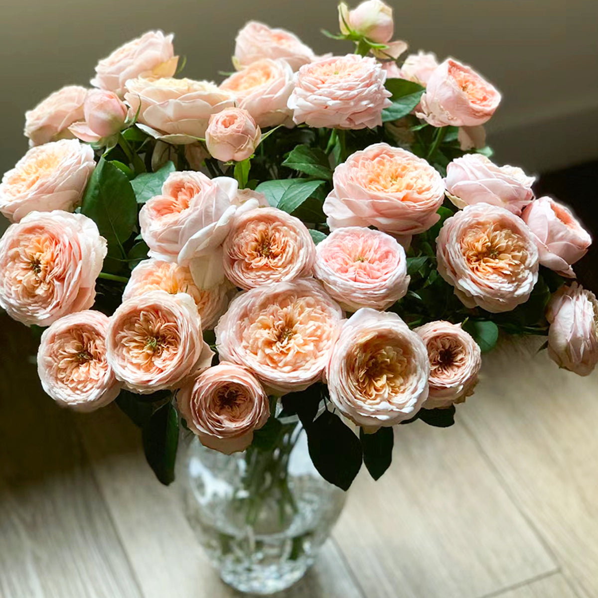 French Garden Shrub Rose Inspired by Domaine de Chantilly