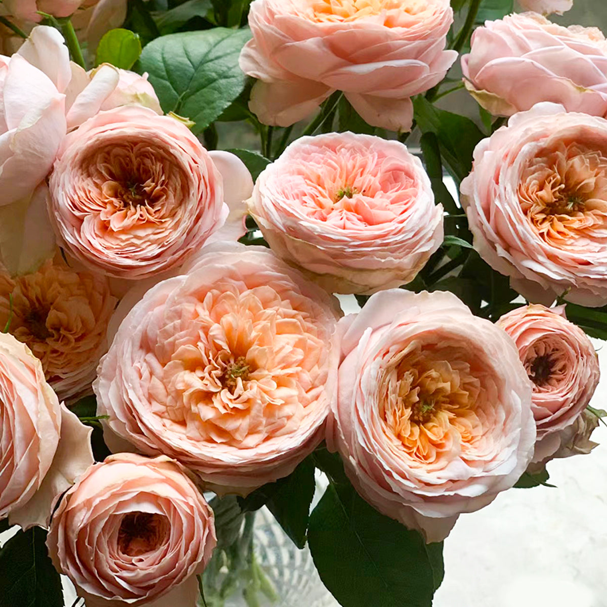 French Garden Shrub Rose Inspired by Domaine de Chantilly