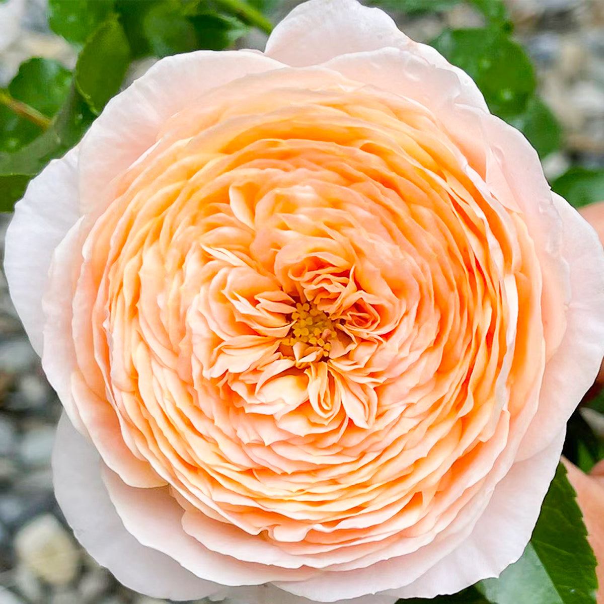 French Garden Shrub Rose Inspired by Domaine de Chantilly