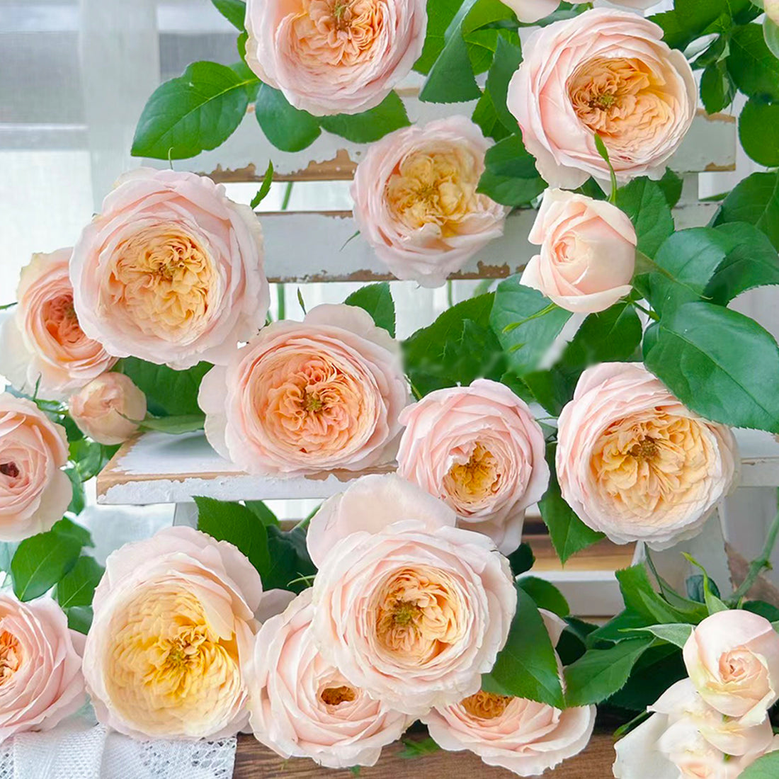 French Garden Shrub Rose Inspired by Domaine de Chantilly