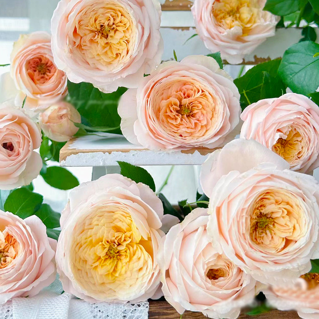French Garden Shrub Rose Inspired by Domaine de Chantilly