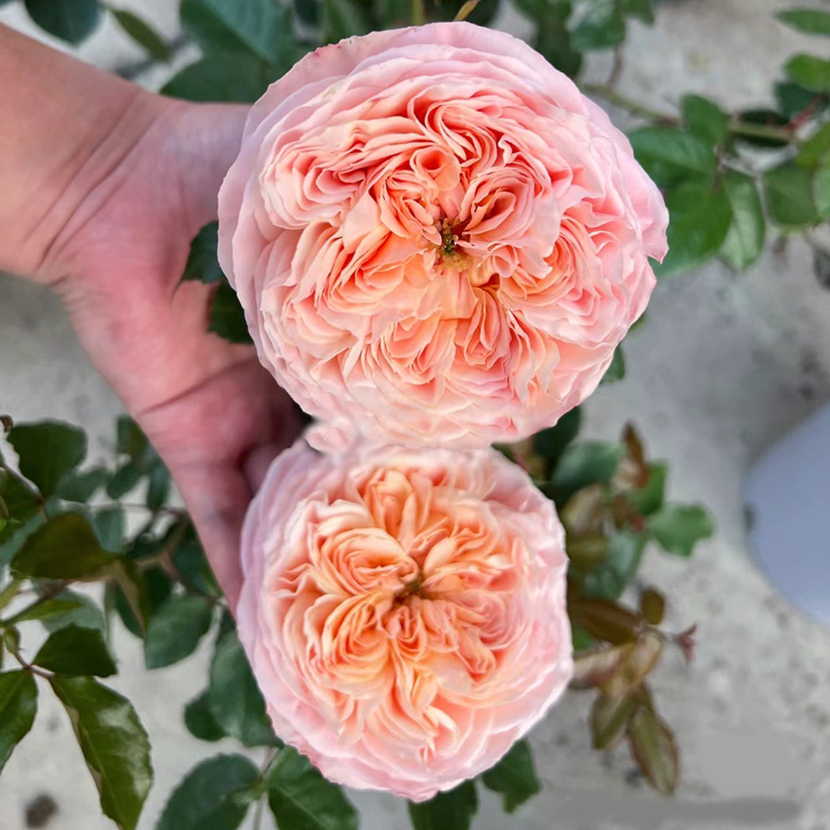 French Garden Shrub Rose Inspired by Domaine de Chantilly