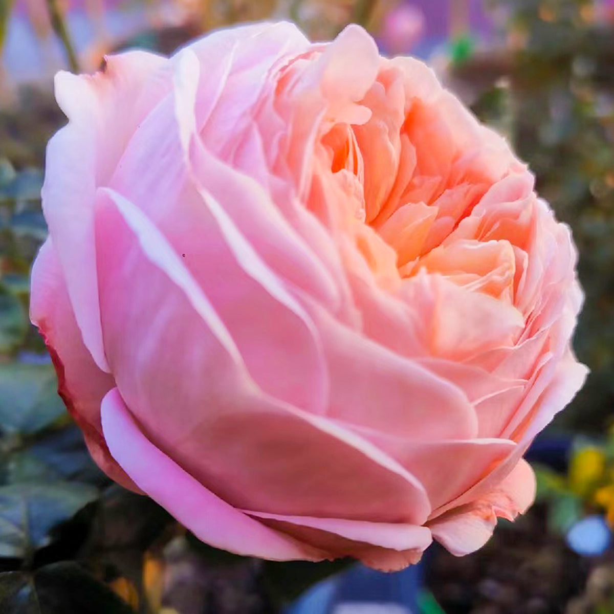 French Garden Shrub Rose Inspired by Domaine de Chantilly