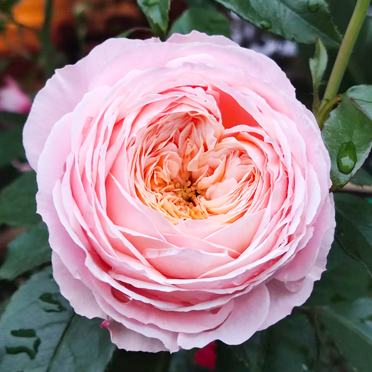 French Garden Shrub Rose Inspired by Domaine de Chantilly