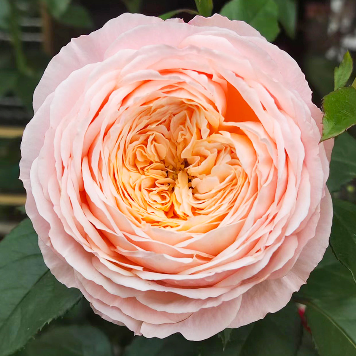 French Garden Shrub Rose Inspired by Domaine de Chantilly