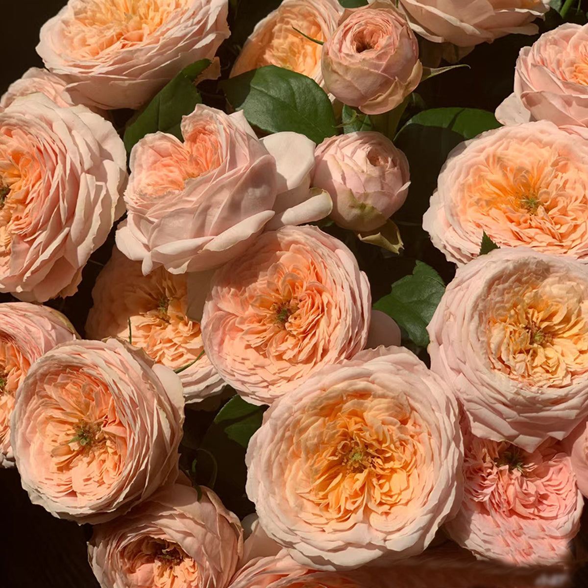 French Garden Shrub Rose Inspired by Domaine de Chantilly