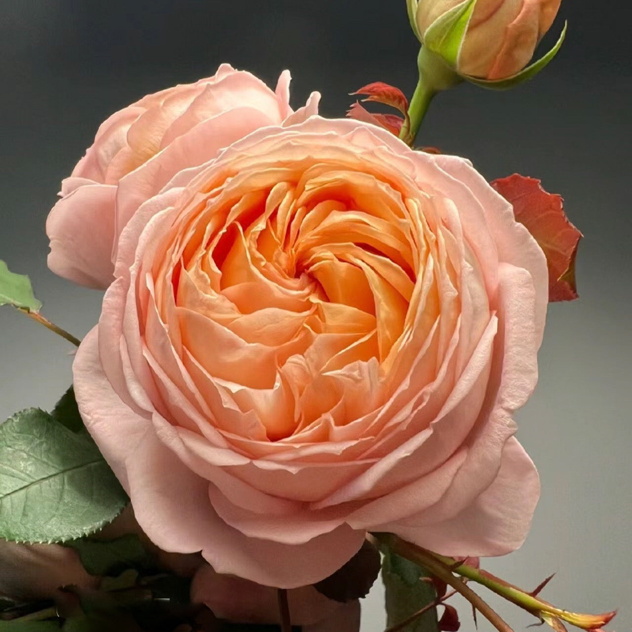 Confiture Japanese Florist Shrub Rose