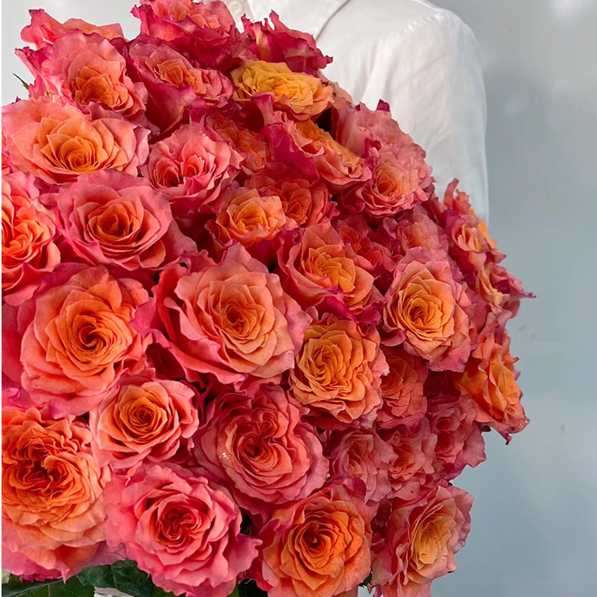 German Florist Shrub Rose Inspired by Free Spirit