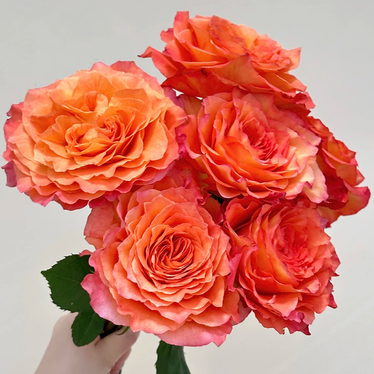German Florist Shrub Rose Inspired by Free Spirit