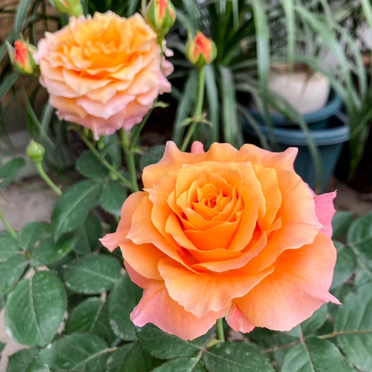 German Florist Shrub Rose Inspired by Free Spirit