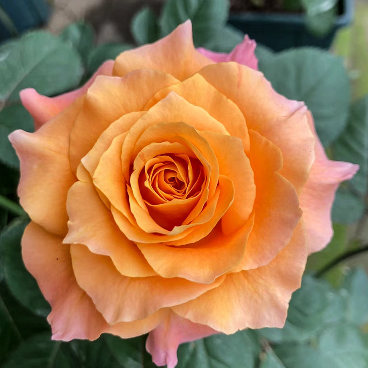 German Florist Shrub Rose Inspired by Free Spirit