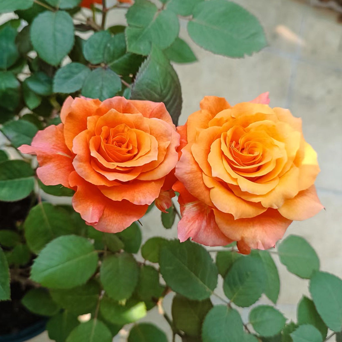 German Florist Shrub Rose Inspired by Free Spirit