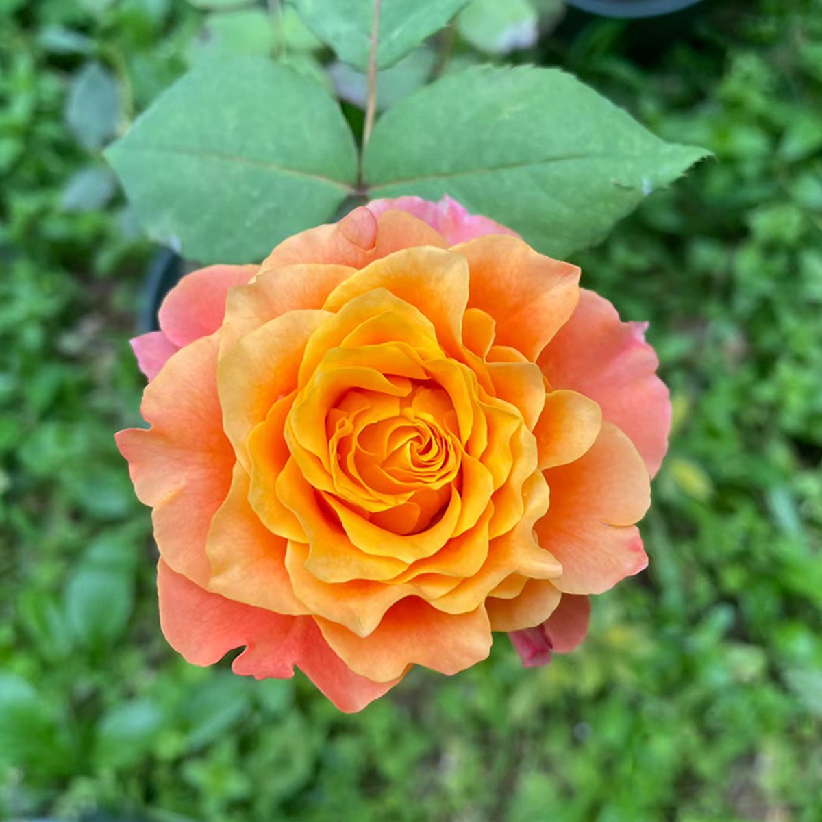 German Florist Shrub Rose Inspired by Free Spirit