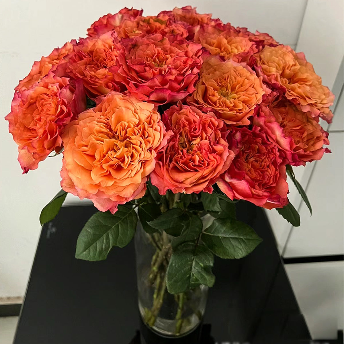 German Florist Shrub Rose Inspired by Free Spirit