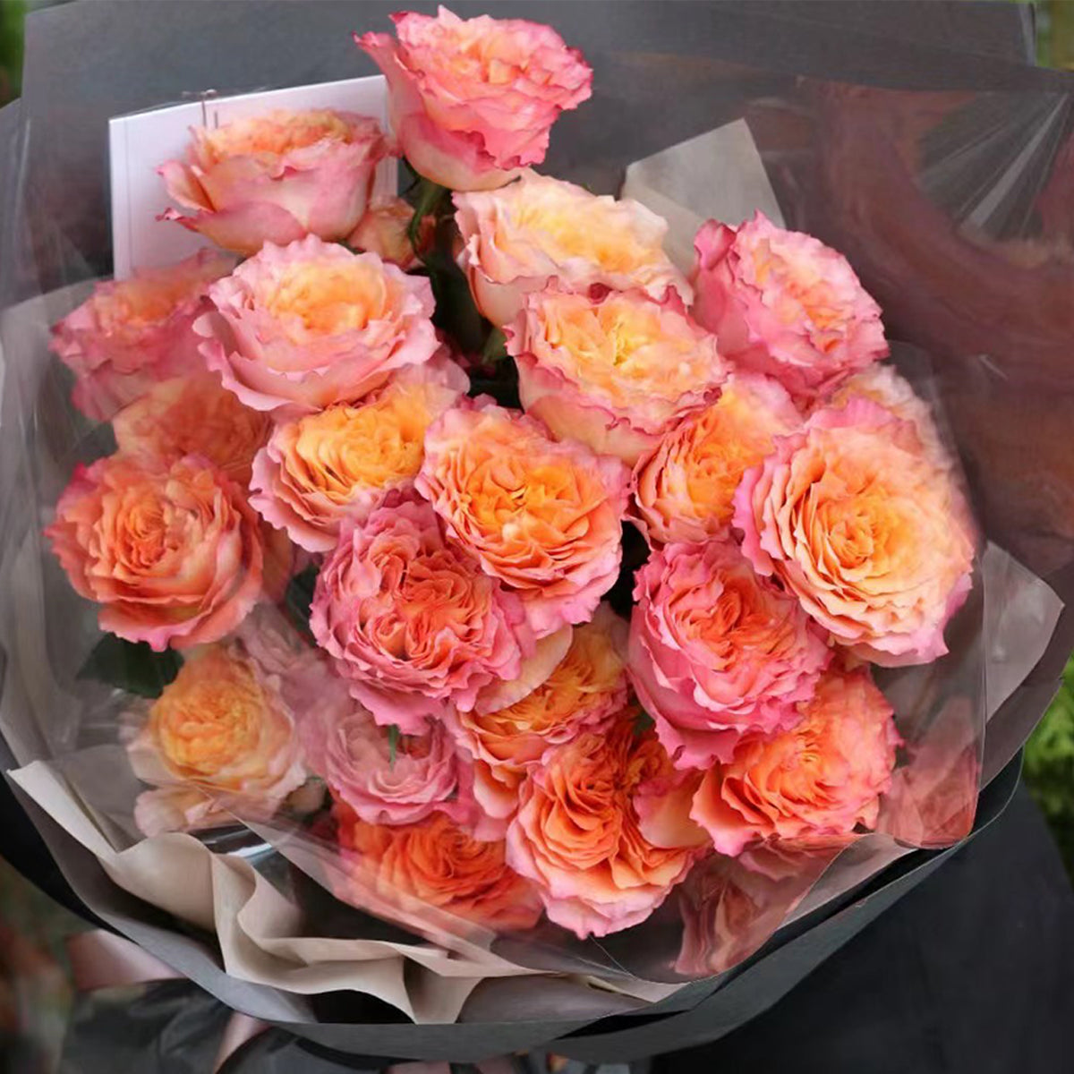 German Florist Shrub Rose Inspired by Free Spirit