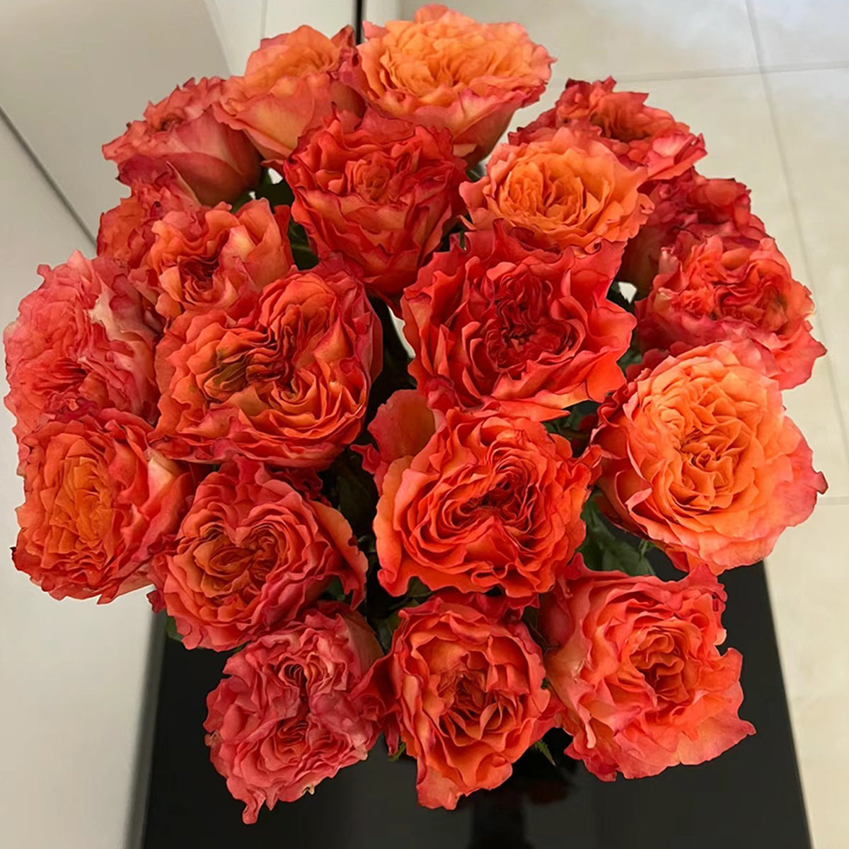 German Florist Shrub Rose Inspired by Free Spirit