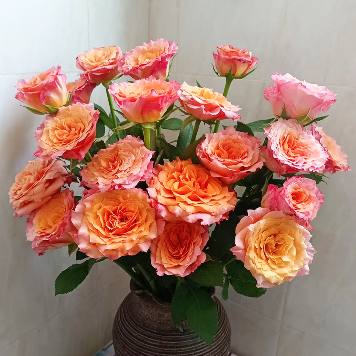German Florist Shrub Rose Inspired by Free Spirit