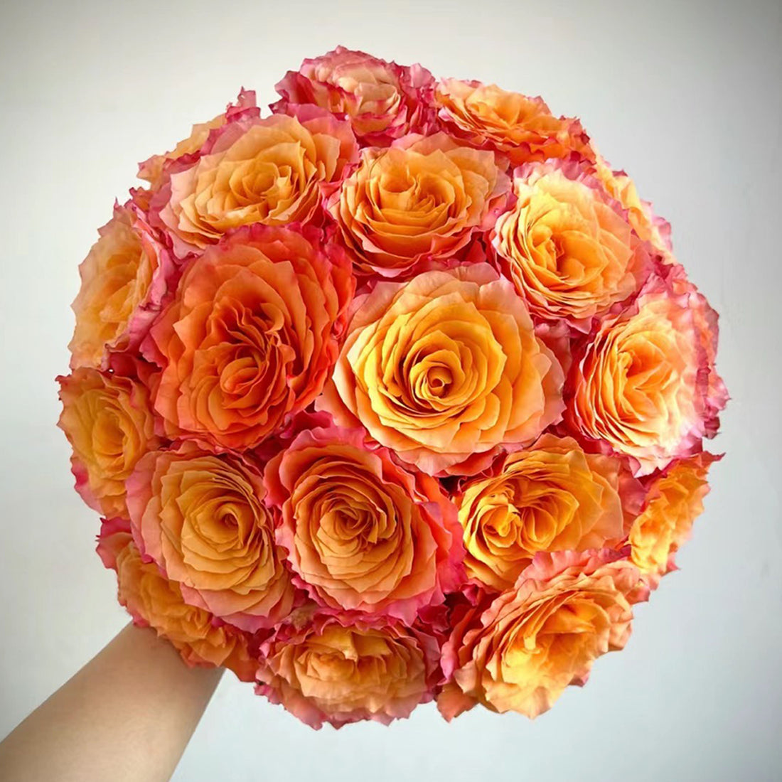 German Florist Shrub Rose Inspired by Free Spirit