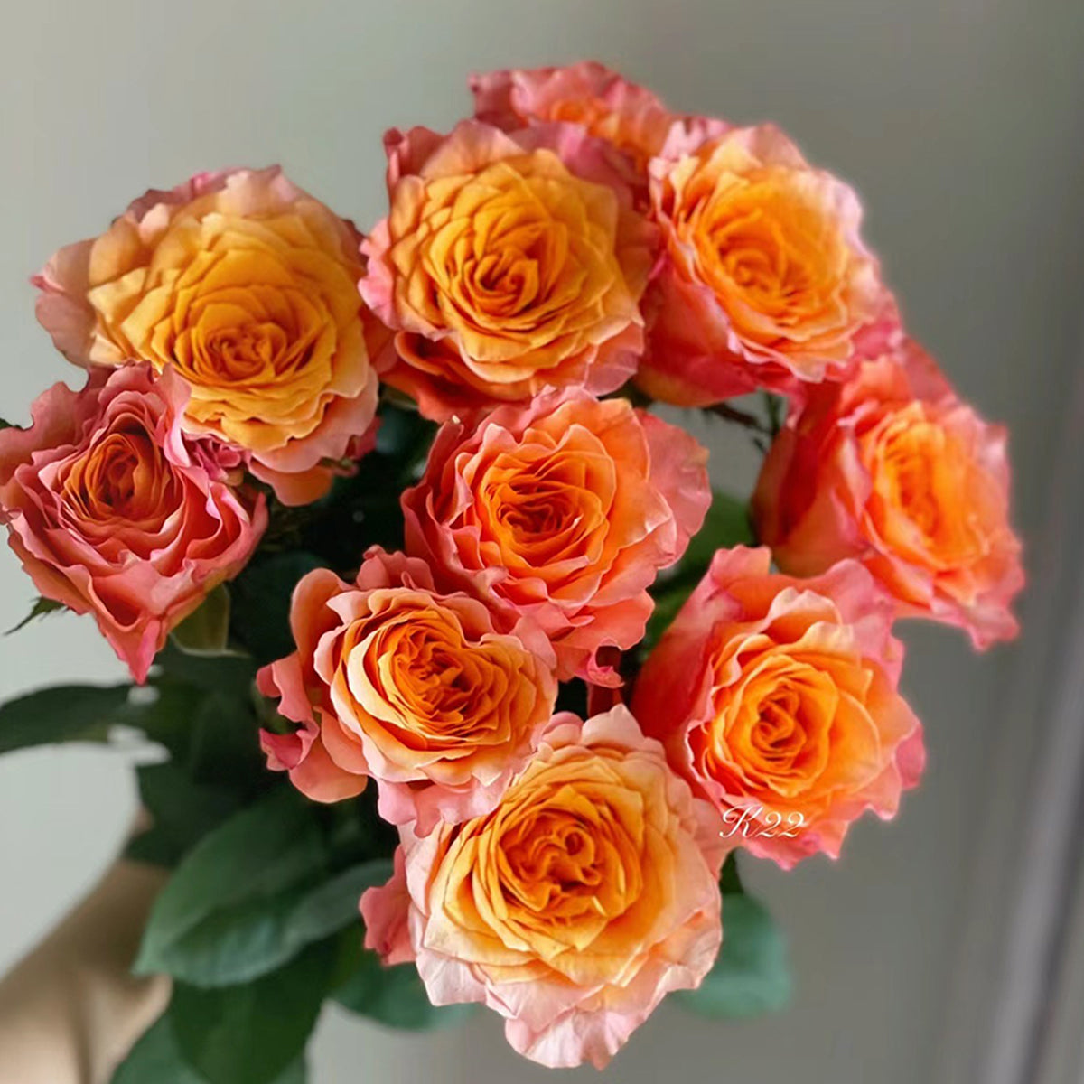 German Florist Shrub Rose Inspired by Free Spirit