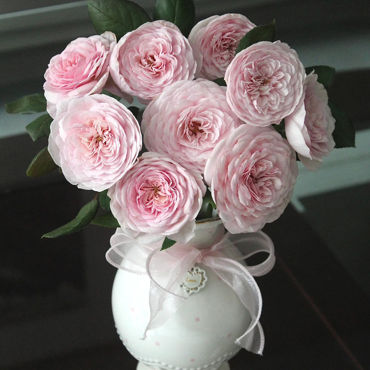 AUSham English Garden Shrub Rose