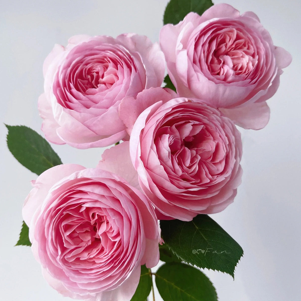 AUSham English Garden Shrub Rose