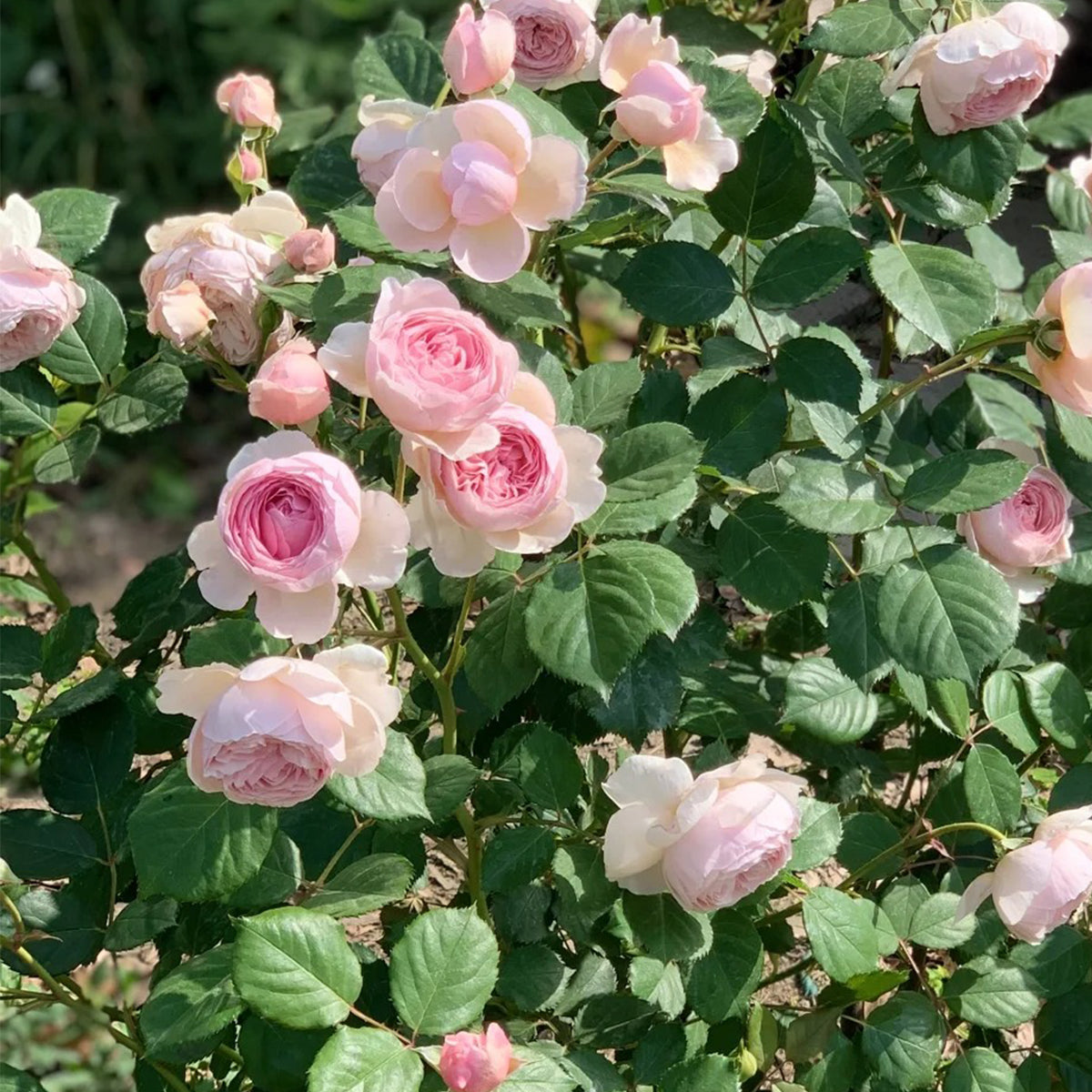 AUSham English Garden Shrub Rose