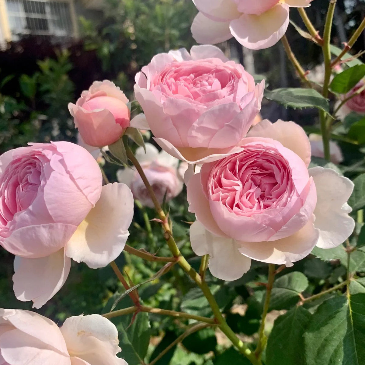 AUSham English Garden Shrub Rose