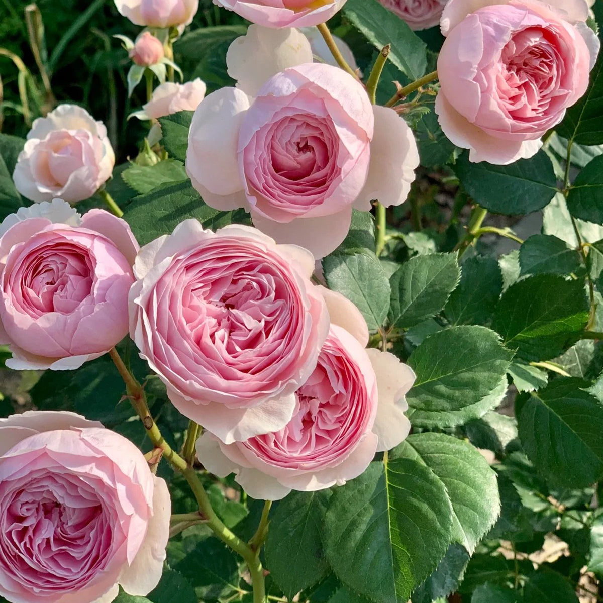 AUSham English Garden Shrub Rose