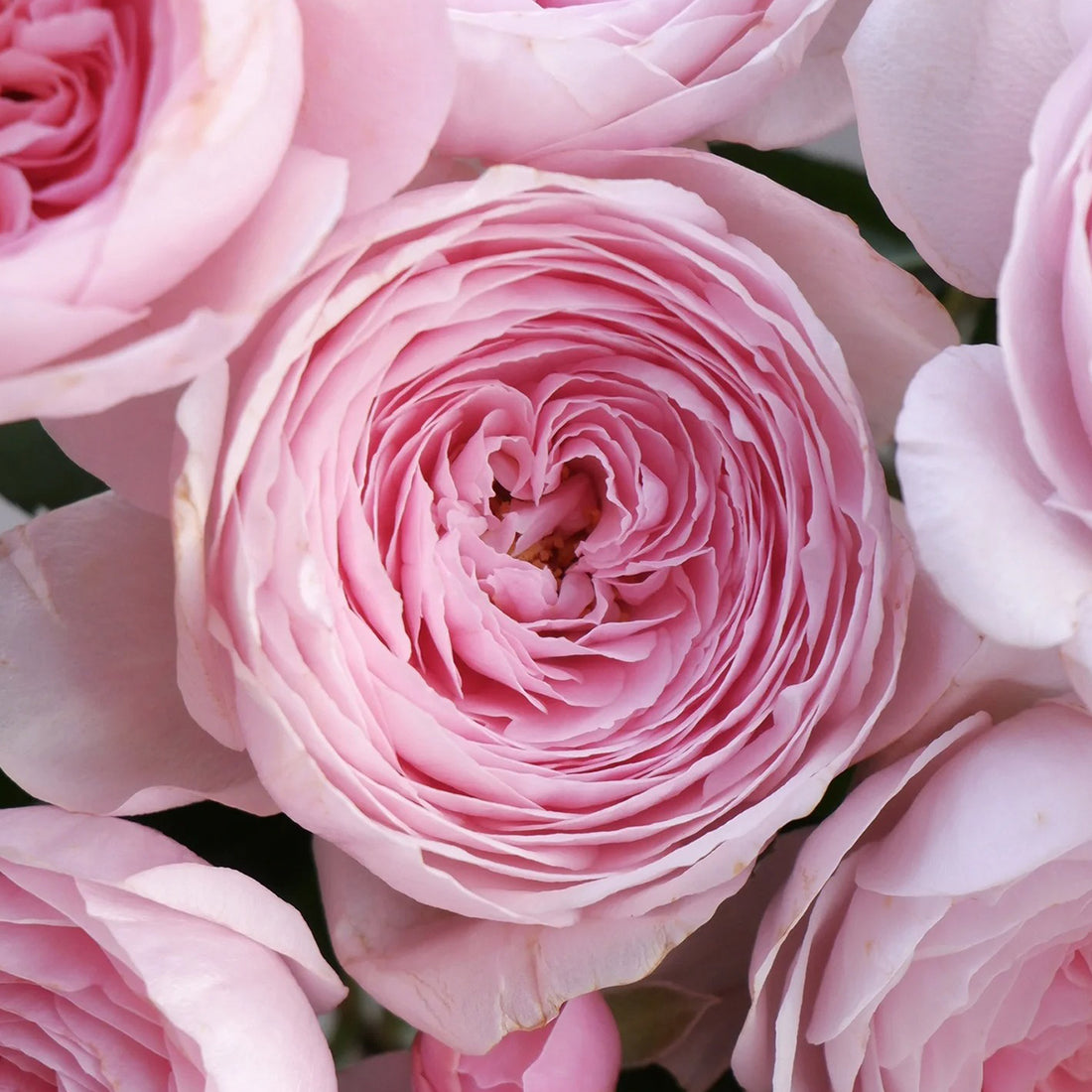 AUSham English Garden Shrub Rose