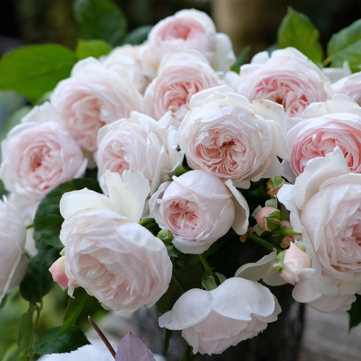 AUSham English Garden Shrub Rose