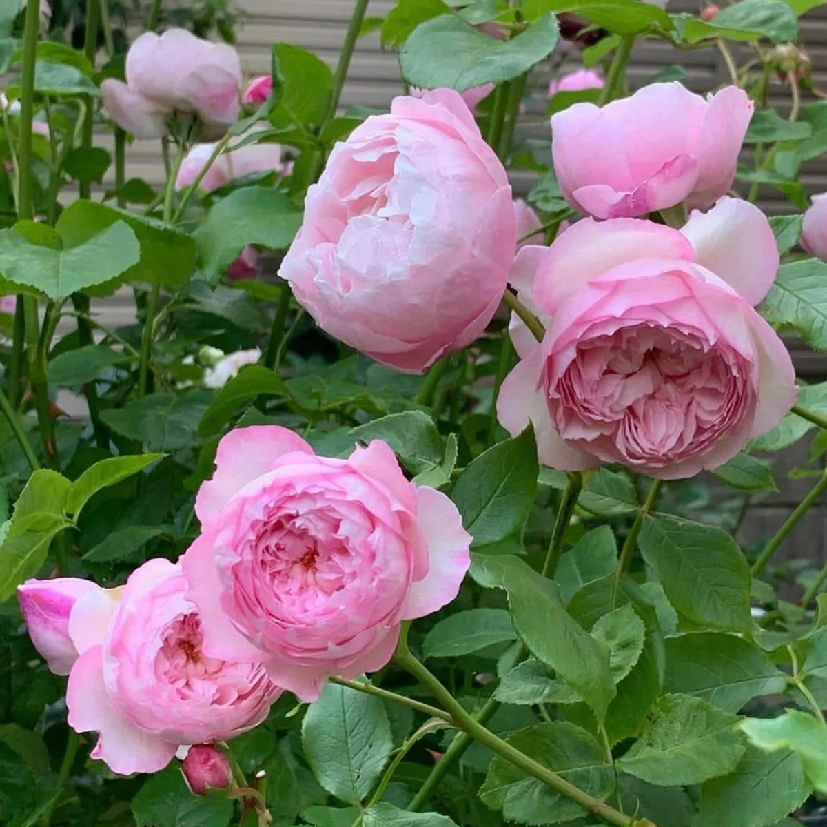AUSham English Garden Shrub Rose