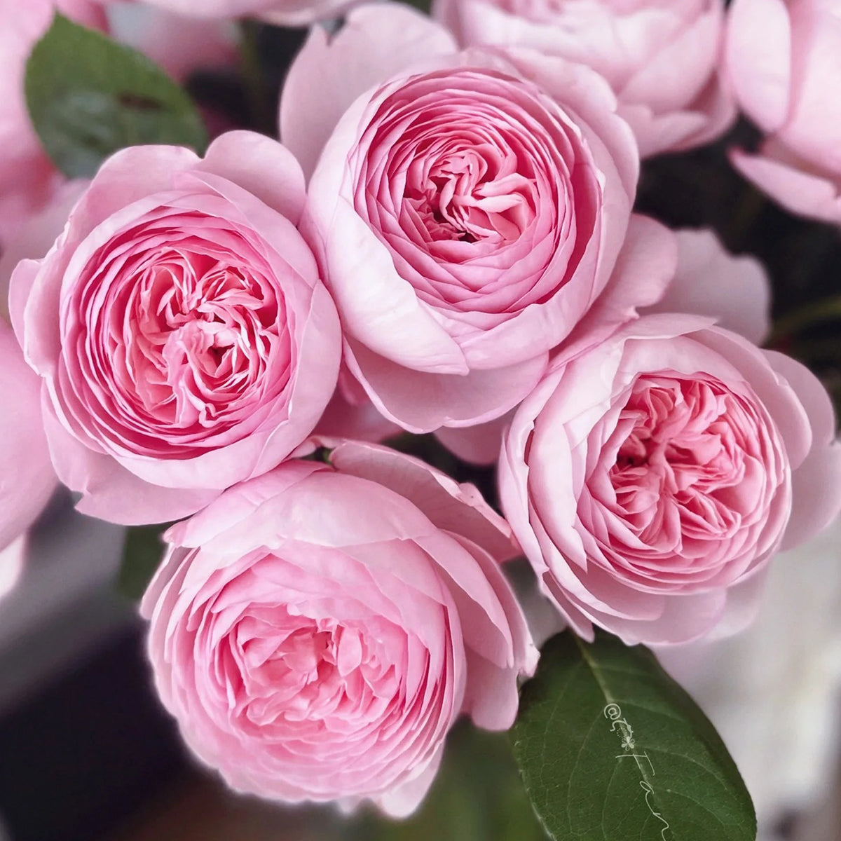 AUSham English Garden Shrub Rose