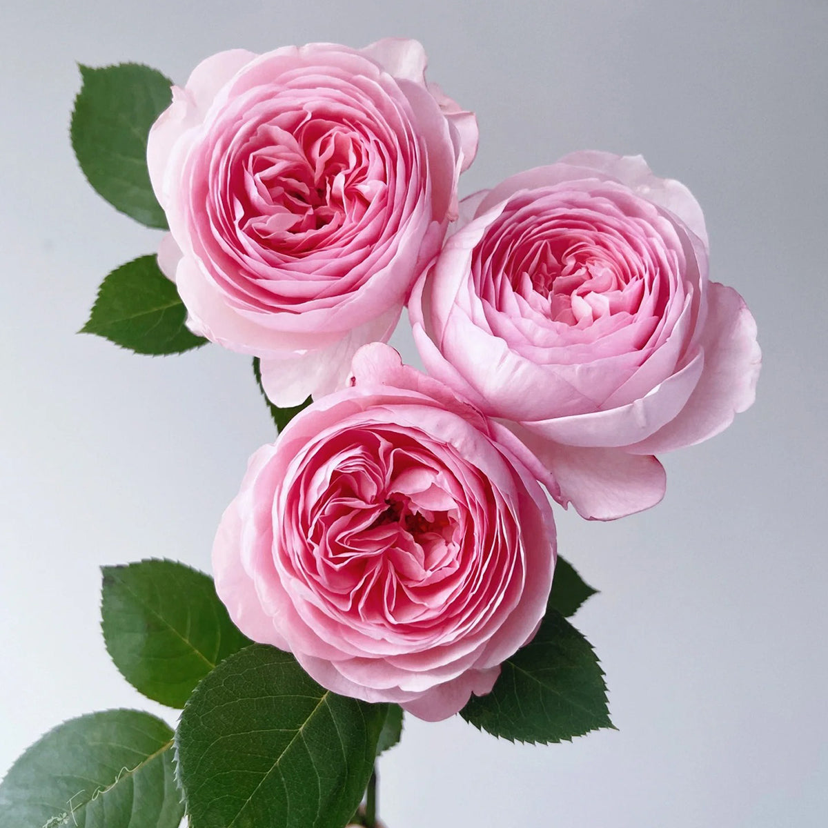 AUSham English Garden Shrub Rose