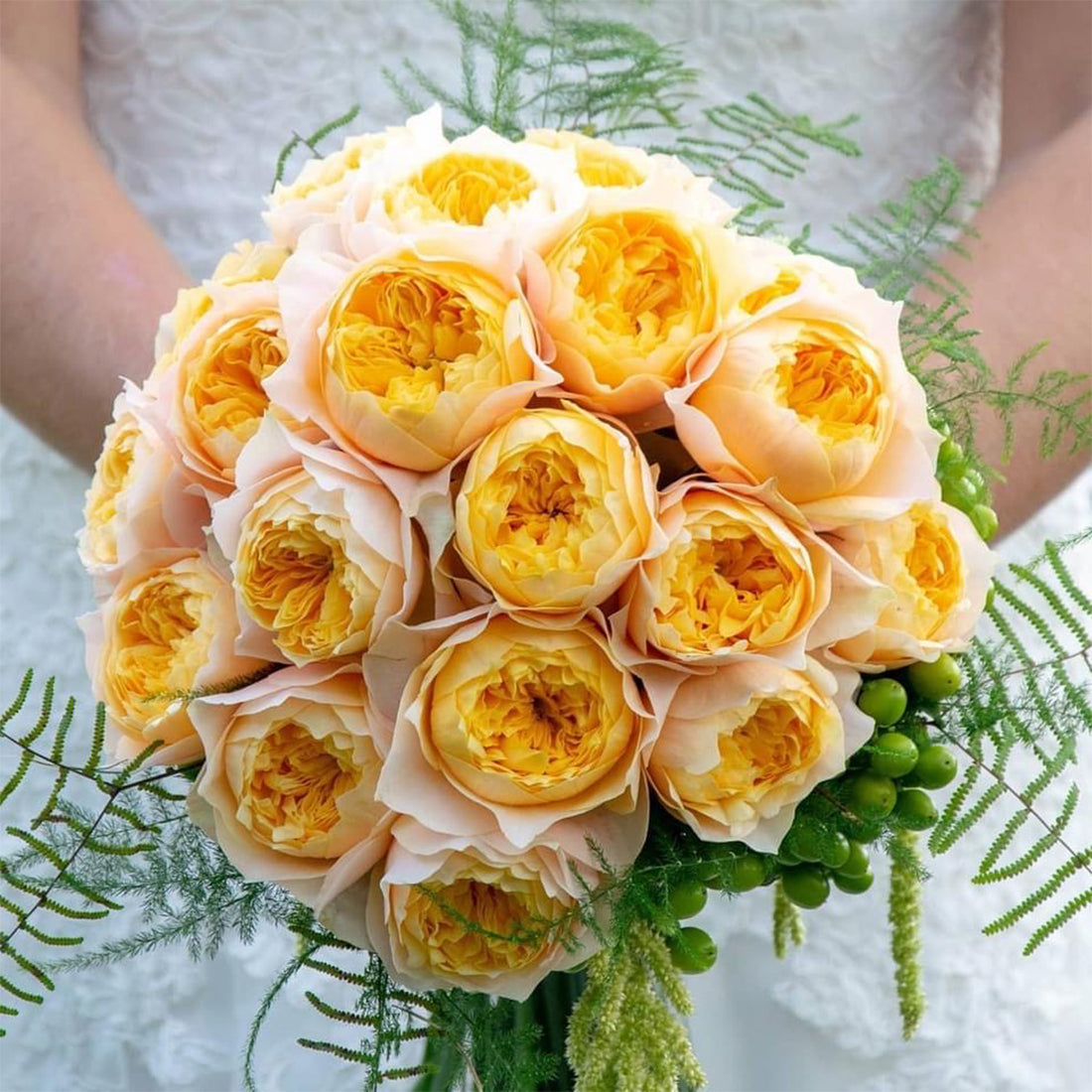 Golden Vuvuzela Dutch Florist Shrub Rose