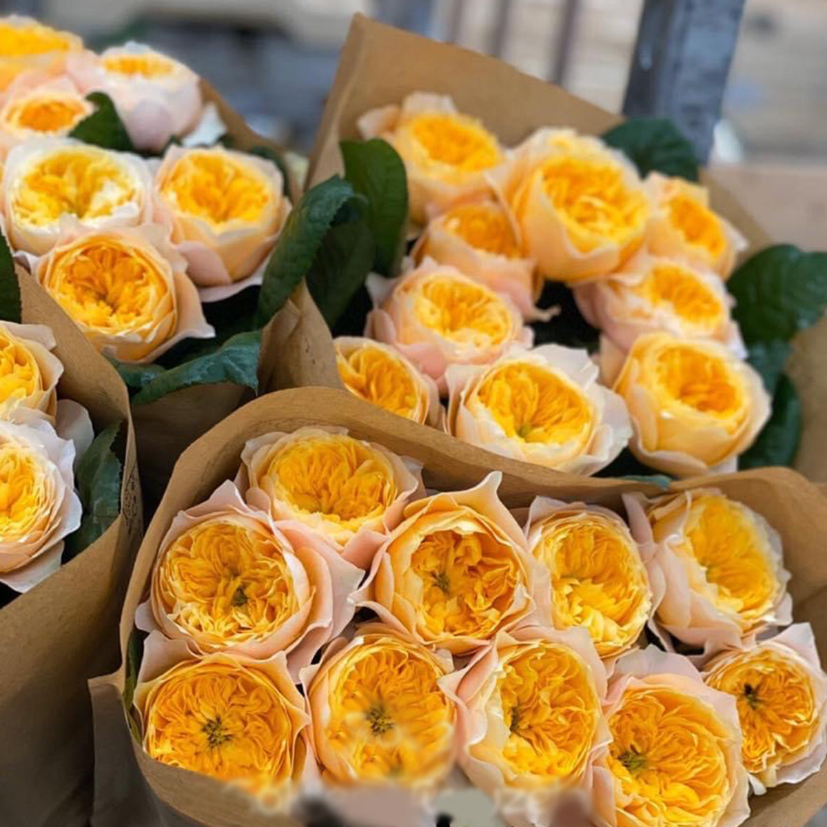 Golden Vuvuzela Dutch Florist Shrub Rose