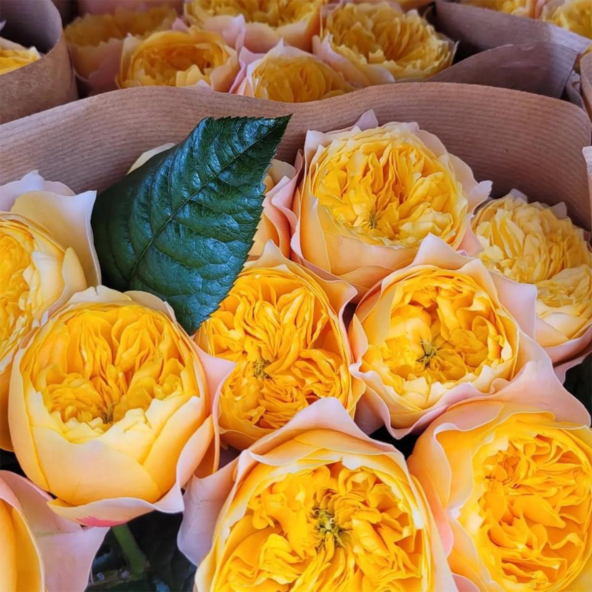 Golden Vuvuzela Dutch Florist Shrub Rose