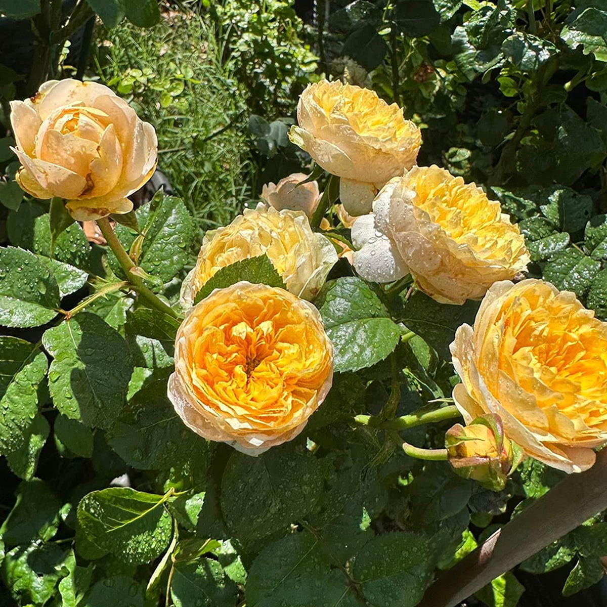 Golden Vuvuzela Dutch Florist Shrub Rose