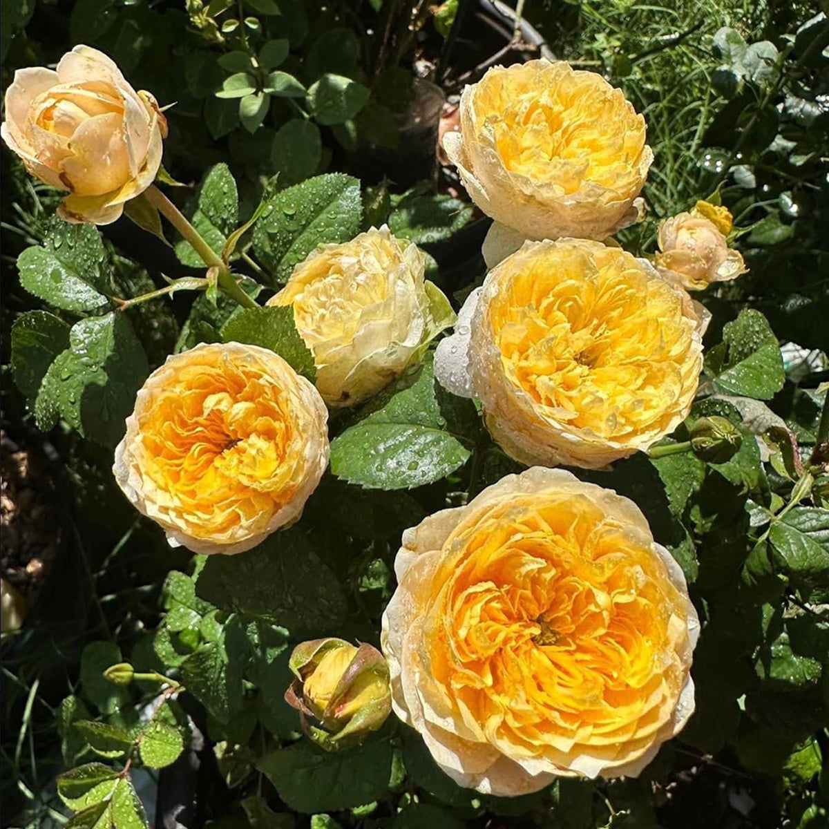 Golden Vuvuzela Dutch Florist Shrub Rose