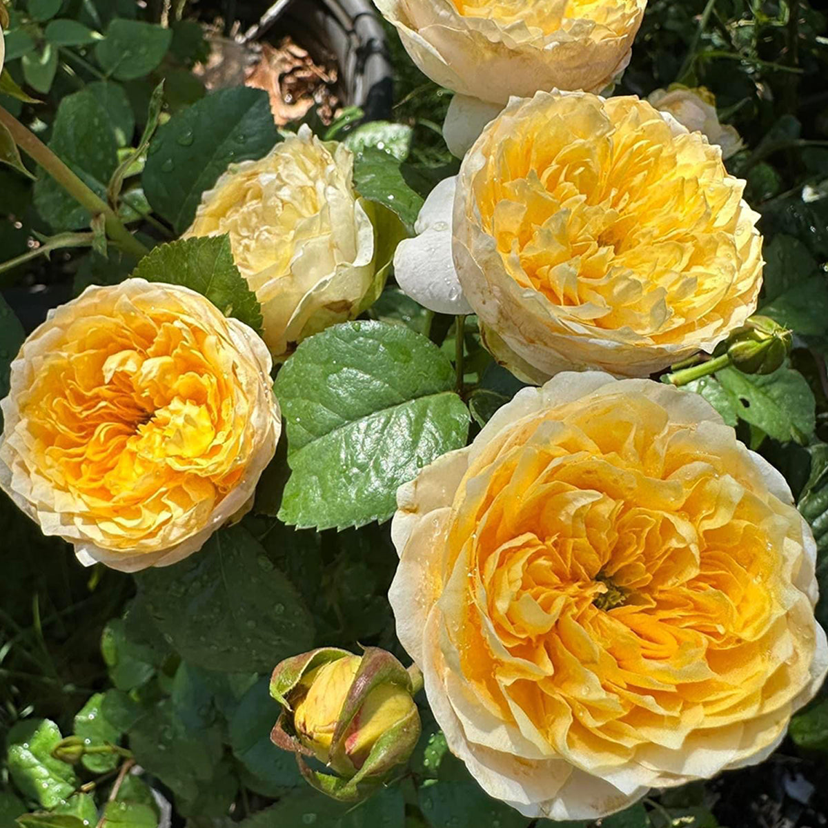 Golden Vuvuzela Dutch Florist Shrub Rose