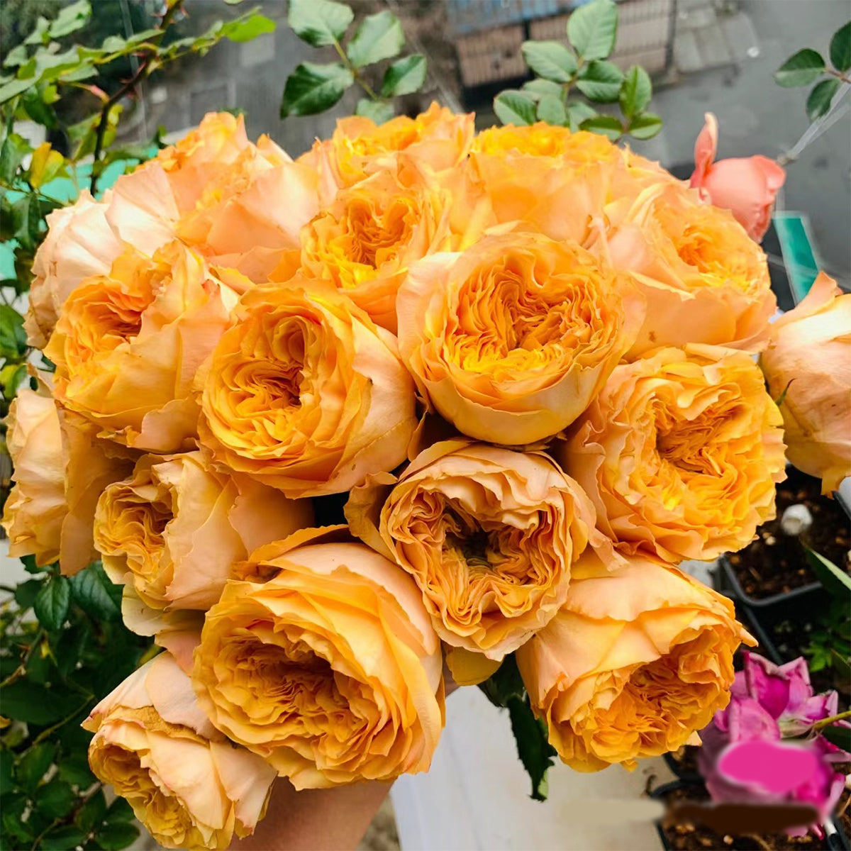 Golden Vuvuzela Dutch Florist Shrub Rose