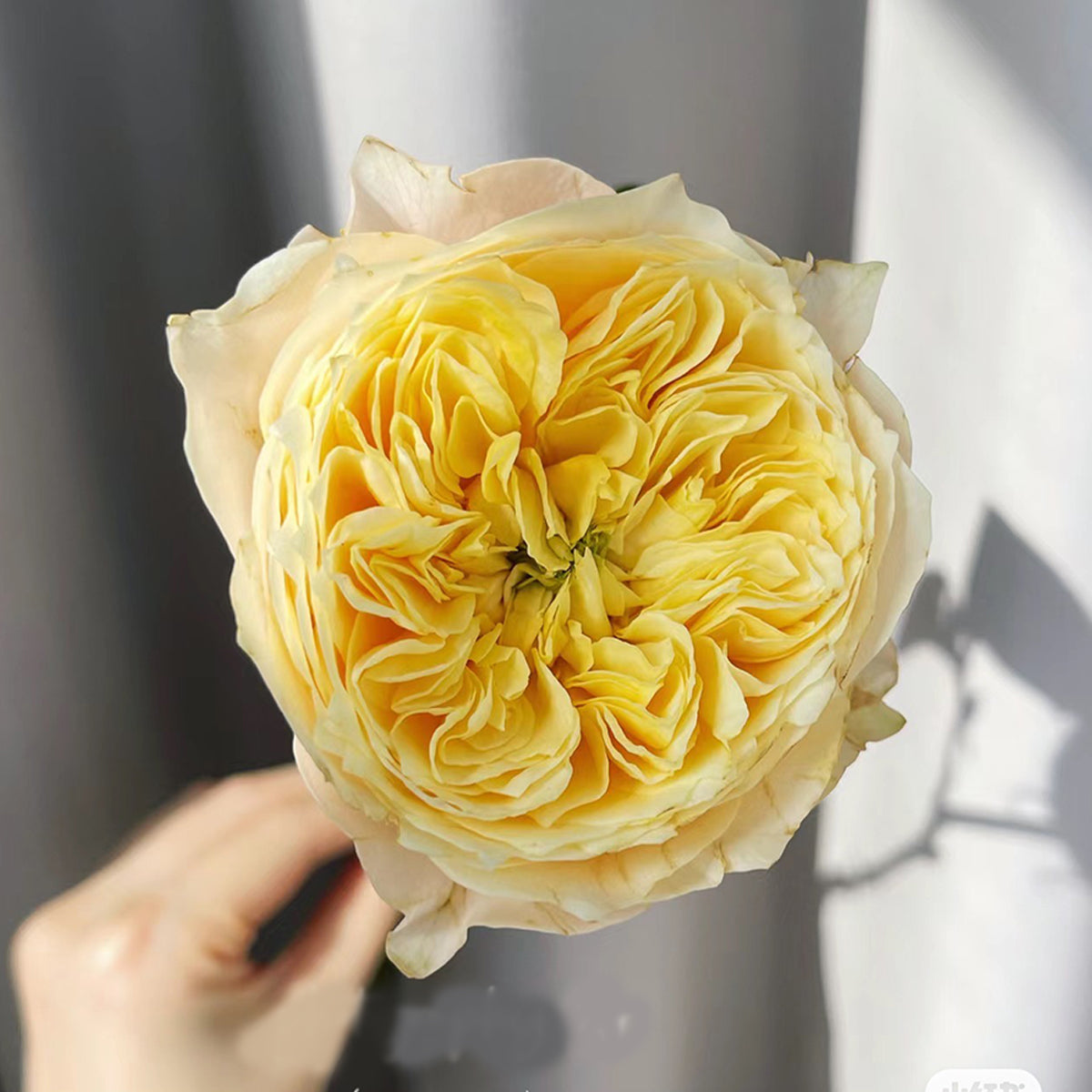 Golden Vuvuzela Dutch Florist Shrub Rose