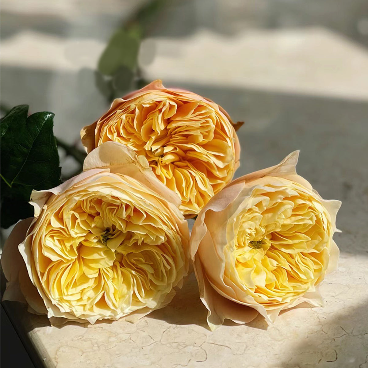 Golden Vuvuzela Dutch Florist Shrub Rose