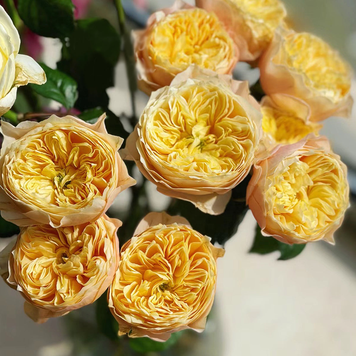 Golden Vuvuzela Dutch Florist Shrub Rose
