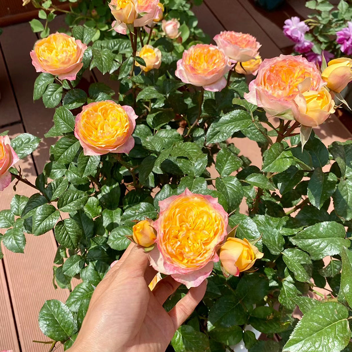Golden Vuvuzela Dutch Florist Shrub Rose