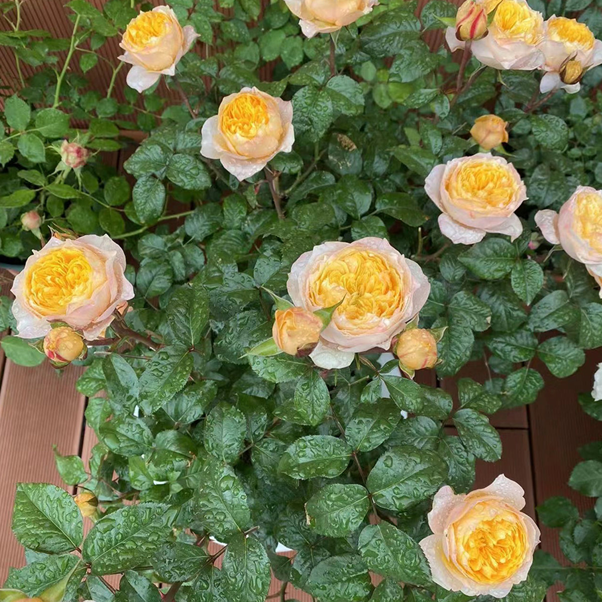 Golden Vuvuzela Dutch Florist Shrub Rose